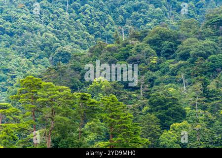 Hiroshima, Japan - 20. August 2024 : Blick auf die Bergwaldlandschaft auf der Insel Miyajima Stockfoto