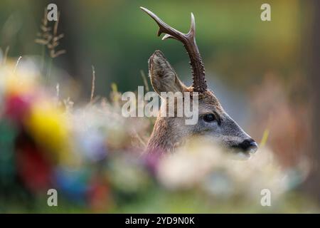 Rehbock auf dem Friedhof mit Gedenkblumen im Vordergrund Stockfoto