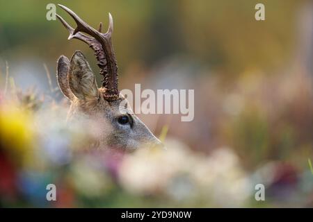 Rehbock auf dem Friedhof mit Gedenkblumen im Vordergrund Stockfoto