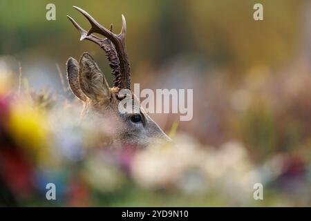 Rehbock auf dem Friedhof mit Gedenkblumen im Vordergrund Stockfoto