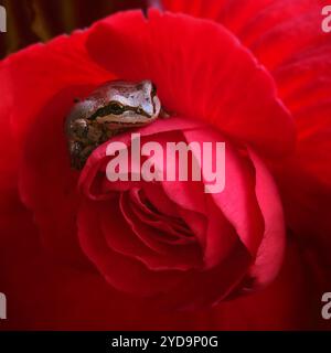 USA, Oregon, Bend, Frog, Pacific Tree Frog, Pseudacris regilla, Stockfoto