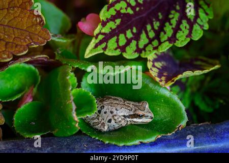 USA, Oregon, Bend, Frog, Pacific Tree Frog, Pseudacris regilla, Rancho las Hierbas Stockfoto