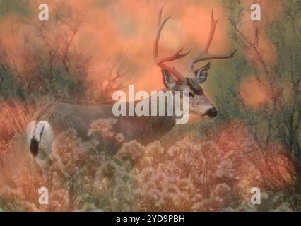 USA, Oregon, Bend, Rancho Las Hierbas, Odocoileus hemionus, Maultierhirsch, Buck, Stockfoto