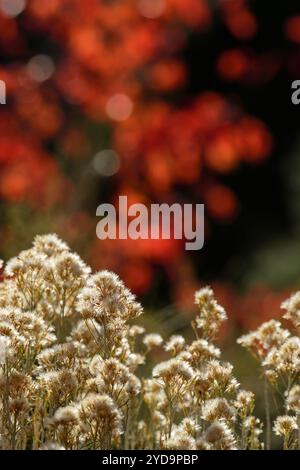 USA, Oregon, Central, Bend, Rancho las Herbas, Ericameria nauseosa, Rabattbrush Stockfoto