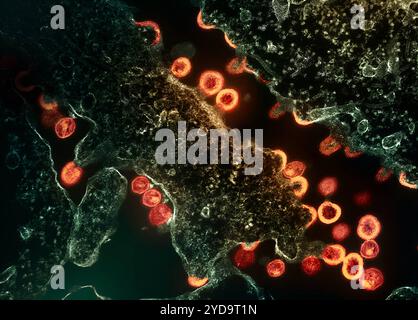 Transmissionselektronenmikroskop von HIV-1-Viruspartikeln rot/Gold, die aus einem Segment einer chronisch infizierten H9-Zelle grün herauswachsen und replizieren. Partikel befinden sich in verschiedenen Stadien der Reife. Kreisbogen/Halbkreise sind unreife Partikel, die begonnen haben, sich zu bilden, aber immer noch Teil der Zelle sind. Unreife Partikel wandeln langsam Morphologie in reife Formen um und weisen den klassischen konischen oder kugelförmigen Kern auf. HIV-Virus 016867 262 Stockfoto