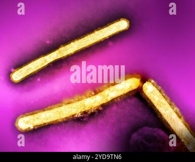 Drei Influenza A H5N1/Bird Grippe Virus Partikel stabförmig gelb. Hinweis: Das Layout umfasst zwei CDC-Transmissionselektronen-Mikrographen, die durch NIAID neu positioniert und gefärbt wurden. Influenza-A-Virus H5N1/Vogelgrippe 016867 315 Stockfoto