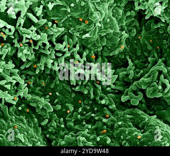 Gefärbtes Rasterelektronenmikrogramm des Mpockenvirus orange auf der Oberfläche infizierter VERO E6-Zellen grün. Mpox Virus 016867 366 Stockfoto