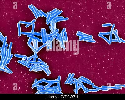 Rasterelektronenmikroskopische Darstellung von Mycobacterium tuberculosis-Partikeln, die blau gefärbt sind, das Bakterium, das TB verursacht. Mycobacterium Tuberculosis-Bakterien 016867 397 Stockfoto
