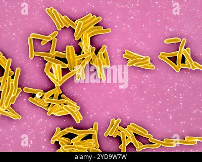 Rasterelektronenmikroskopische Darstellung von Mycobacterium tuberculosis-Partikeln, die gelb gefärbt sind, das TB-verursachende Bakterium. Mycobacterium Tuberculosis-Bakterien 016867 399 Stockfoto