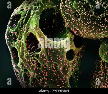 Farbiges Rasterelektronenmikroskop einer mit dem Omicron-Stamm der SARS-CoV-2-Viruspartikel rosa infizierten Zelle grün, isoliert aus einer Patientenprobe. Neuartiges Coronavirus SARS-CoV-2 Omicron 016867 440 Stockfoto