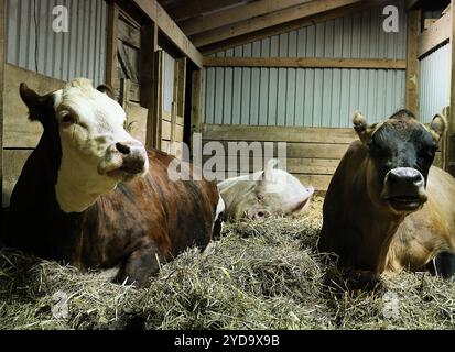 Zwei Kühe und ein Schwein ruhen zusammen in einem Stall. Zwei Kühe und ein Schwein 016867 492 Stockfoto