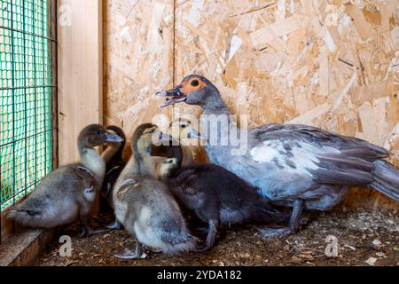 Mutter Ente mit gewachsenen Entlein auf ländlicher Bio-Naturfarm. Selektiver Fokus. Hochwertige Fotos Stockfoto