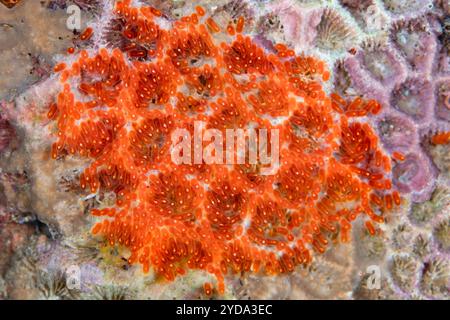 Ein Detail mit frisch gelegten Clark's Anemonenfischeiern. Anemonenfische legen ihre Eier neben ihre Wirtsanemone, um sie vor potenziellen Raubtieren zu schützen. Stockfoto