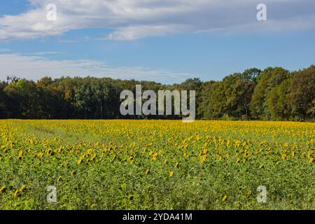 Großes Sonnenblumenfeld in voller Blüte unter blauem Himmel mit Waldhintergrund an einem sonnigen Tag. Natur, Landwirtschaft und malerische Landschaften Stockfoto