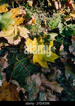 Gelbes Ahornblatt am Boden, Details zur Natur im Herbst, bunte gefallene Blätter, Laub, Herbstsaison, Wald Stockfoto