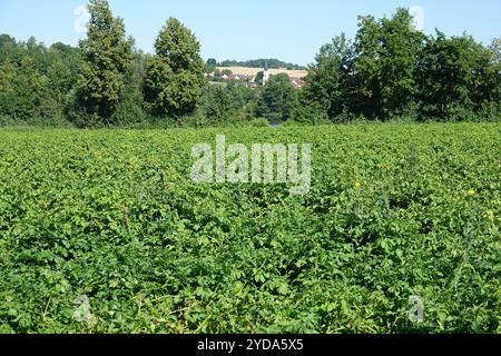 Solanum tuberosum, Kartoffel Stockfoto