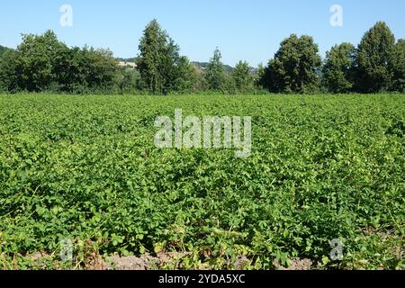 Solanum tuberosum, Kartoffel Stockfoto