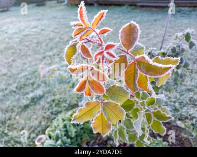 Nahaufnahme von gefrorenen Blättern mit leuchtenden Farben vor weichem Hintergrund. Morgenfrostkonzept. Stockfoto