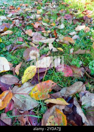 Eine Nahaufnahme von lebhaften Herbstblättern auf grünem Gras, die die Schönheit der Natur und den jahreszeitlichen Wandel zeigen. Stockfoto