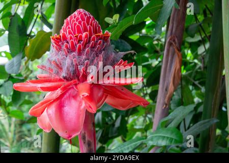 Etlingera elatior, auch bekannt als Fackel-Ingwer, ist eine Pflanzenart, die von markanten Blumen geschmückt ist. Sie wird wegen ihrer dekorativen Verwendung und als Impor geschätzt Stockfoto