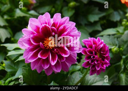 Großblättrige Dahlia Dahlietta überraschen Demi Stockfoto