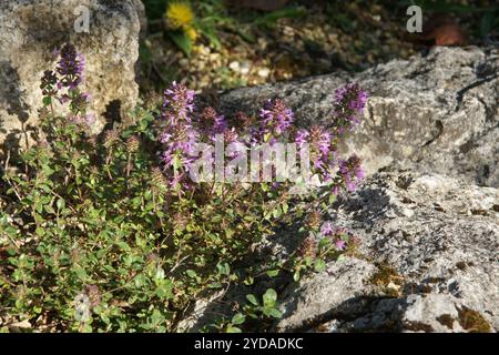 Thymus comosus, comosus thymian Stockfoto