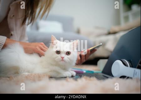 Eine junge Frau arbeitet zu Hause, während eine weiße Perserkatze arbeitet Stockfoto