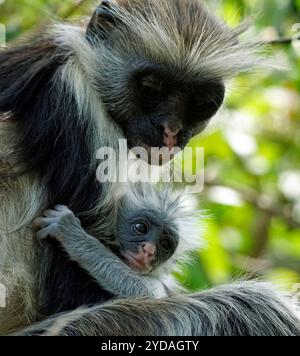 sansibar-roter Colobus-Affe (Piliocolobus kirkii) Stockfoto