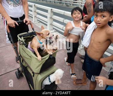 Manila, die Philippinen-13. Januar 2023: Am späten Nachmittag werden kleine moschige Haustiere auf einem Ausflug entlang des Gehwegs über Estrella Pantaleon br Stockfoto