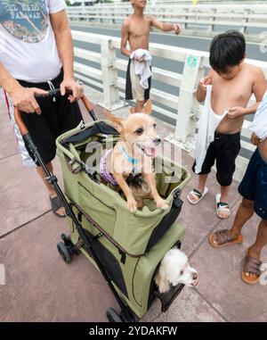 Manila, die Philippinen-13. Januar 2023: Am späten Nachmittag werden kleine moschige Haustiere auf einem Ausflug entlang des Gehwegs über Estrella Pantaleon br Stockfoto