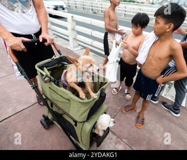 Manila, die Philippinen-13. Januar 2023: Am späten Nachmittag werden kleine moschige Haustiere auf einem Ausflug entlang des Gehwegs über Estrella Pantaleon br Stockfoto