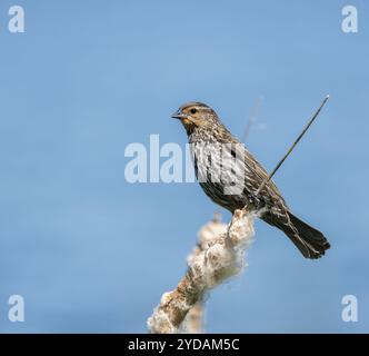 Rotflügelbarsch auf einem Katzenschwanz mit blauem Hintergrund Stockfoto