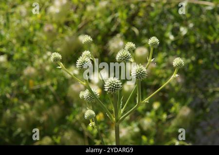 Eryngium yuccifolium, Button eryngo Stockfoto