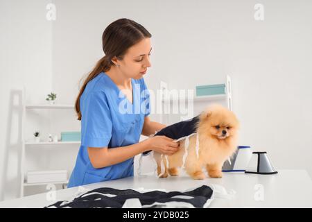 Tierärztin, die nach der Sterilisation in der Klinik den Pommerschen Hund in Genesungsanzug trägt Stockfoto