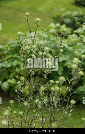 Carlina biebersteinii Stockfoto