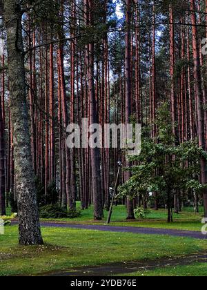 Ruhige Waldszene mit hohen, schlanken Kiefern und üppig grünem Gras, die die friedliche Schönheit der Natur in einer waldreichen Landschaft einfangen. Stockfoto