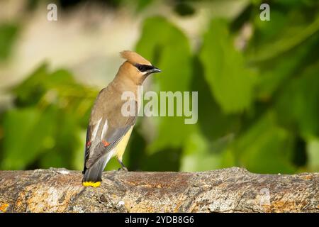 Cedar Wachsflügel auf einem Baumstamm. Stockfoto