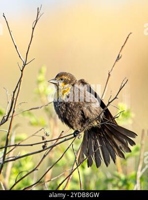 Weibliche Amsel mit gelbem Kopf, die auf einem Zweig sitzt. Stockfoto