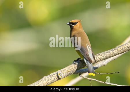 Alert Zedernwachsflügel auf einem Ast. Stockfoto