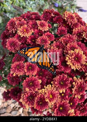 Monarchfalter, Danaus plexipus, ruhend auf Chrysanthemen 'Autumn Bronze', Chrysanthemum rubellum, blühend im Herbst. Kansas, USA Stockfoto