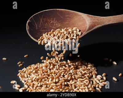 Rote Weizenbeeren fallen vom Löffel. Stockfoto