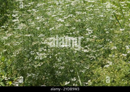 Coriandrum Sativum Koriander Stockfoto