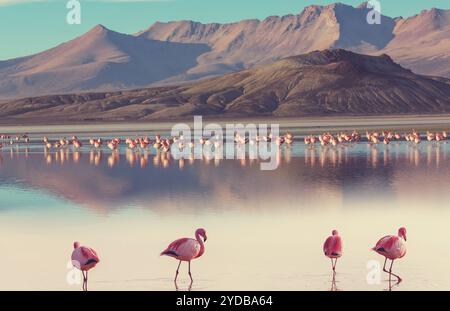 Andenflamingos (Phoenicoparrus andinus) oder gelbfüßige Flamingos in den Höhen der bolivianischen Anden auf einem Berg La Stockfoto
