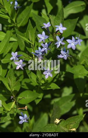 Orientalisches Bluebell Stockfoto