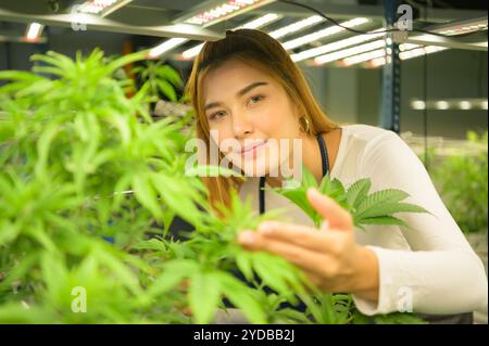 Junge Landbesitzerin mit schönen Cannabispflanzen, die in der Pflanze wachsen und die Integrität von Stamm und Blättern überprüfen. Stockfoto