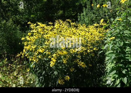 Rudbeckia laciniata, Cutleaf Coneflower Stockfoto