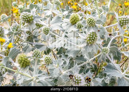 Sea stechpalme (Eryngium maritimum) am Strand in Hel (Polen) Stockfoto