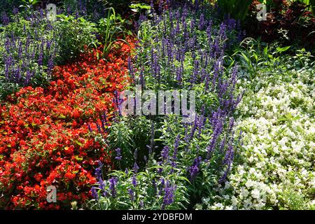 Salvia farinacea, Salbei mehlig Stockfoto