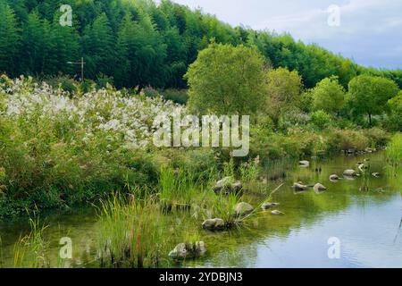 Ulsan, Südkorea - 5. Oktober 2024: Eine ruhige Szene der üppigen Feuchtgebiete im Taehwa River National Garden mit dichtem Schilf, grünen Bäumen und Stockfoto