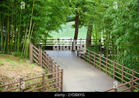 Ulsan, Südkorea - 5. Oktober 2024: Ein ruhiger Holzsteg schlängelt sich durch üppige Bambushaine im Taehwagang National Garden und bietet eine friedliche Atmosphäre Stockfoto
